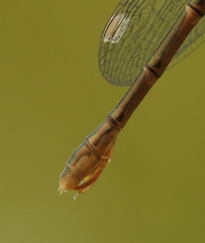 Lestes congener (Spotted Spreadwing) - female